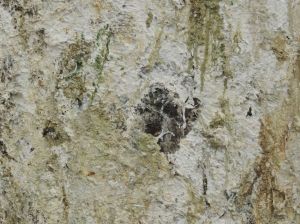 Miracle on 34th Street by Dan Colen